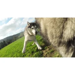 GoPro Fetch Dog Harness -Nordsmin Shop gopro fetch dog harness 6